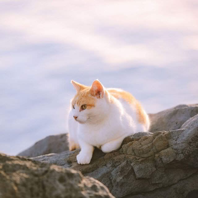 Ambient Feline Sanctuary: Music for Calm and Relaxed Cats