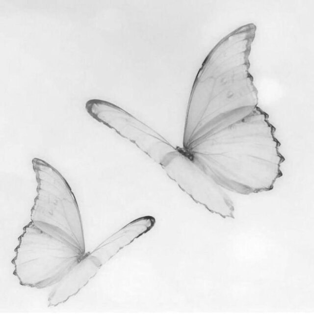 metamorfose