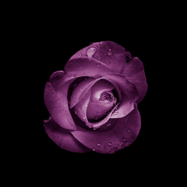 Purple Rose