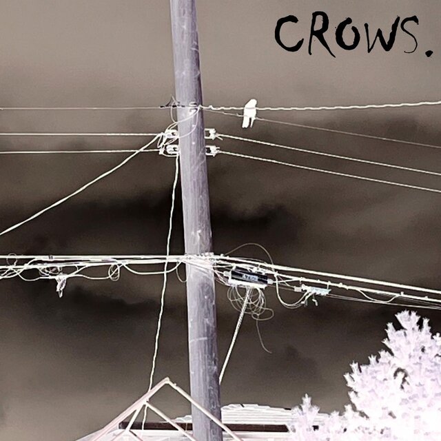 CROWS.
