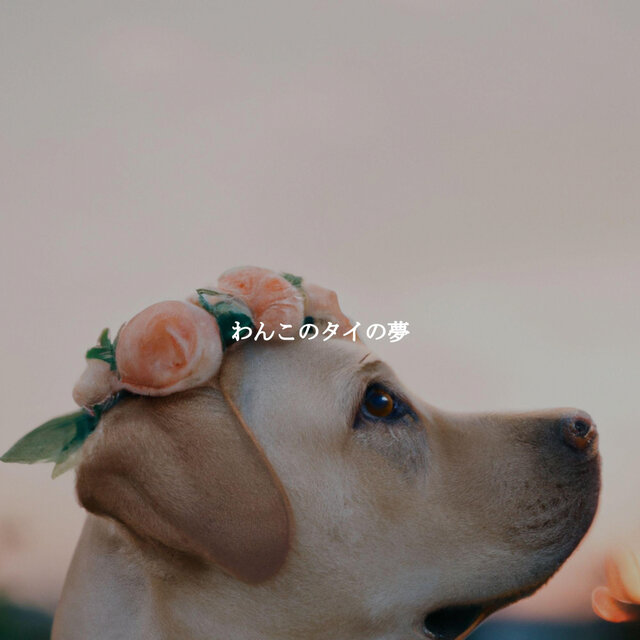 わんこのタイの夢