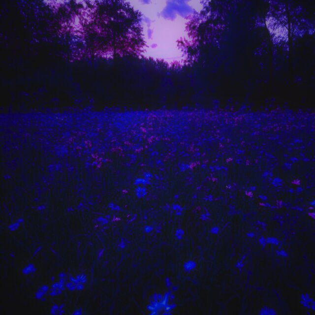 A Field Of Broken Flowers