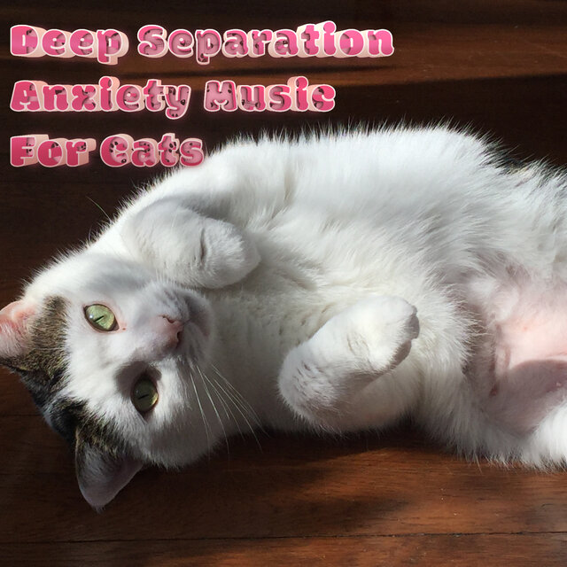 Kitten Relaxation & Anxiety Reducing Music For Cats