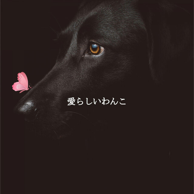 愛らしいわんこ