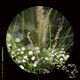 Cover art for album Biospherica by Jacob Newman