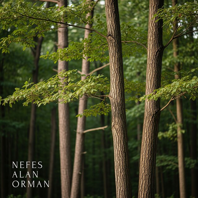 Nefes Alan Orman