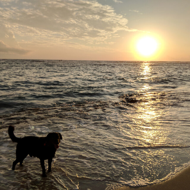 Calm Ocean Waves of Dog Companionship: Beachside Bark