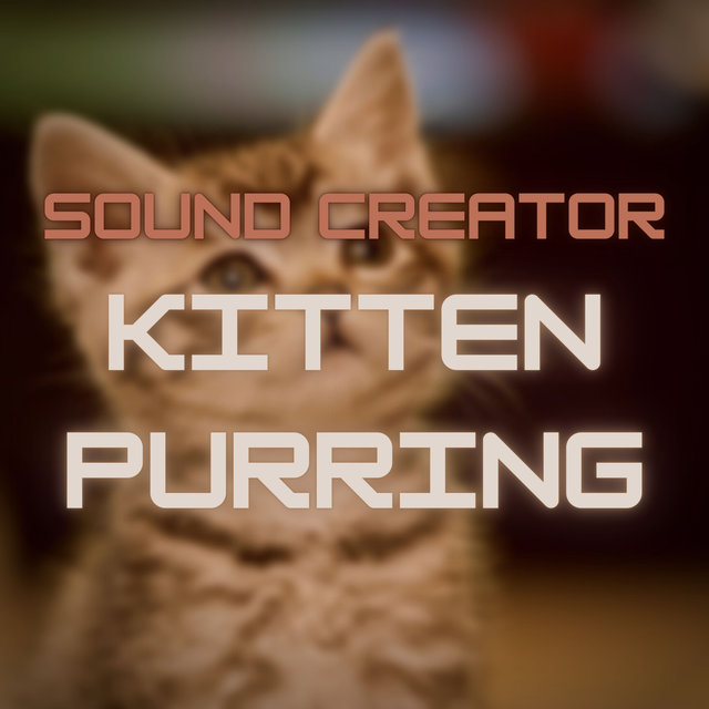 Kitten Purring