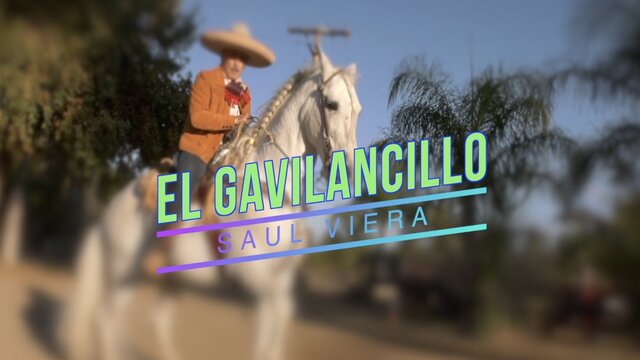 El Palo Verde 