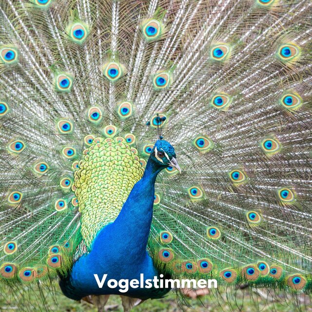 Der Wald zwitschert