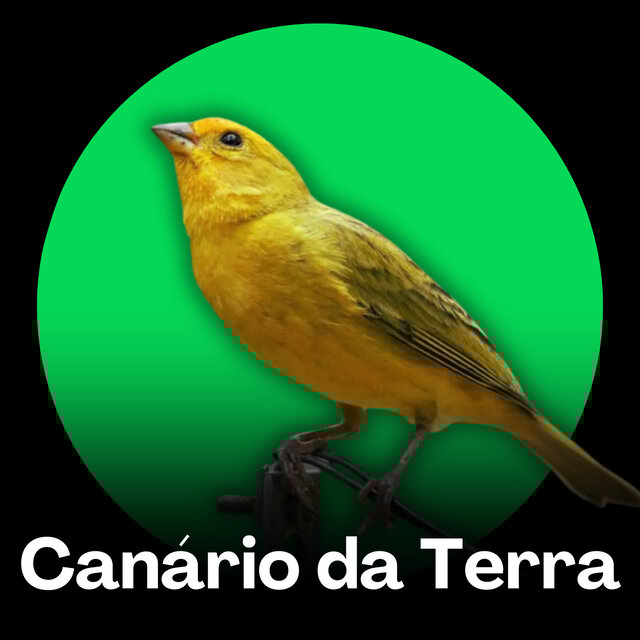 Canario da Terra (Treinamento)