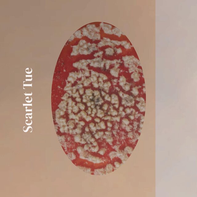 Scarlet Tue