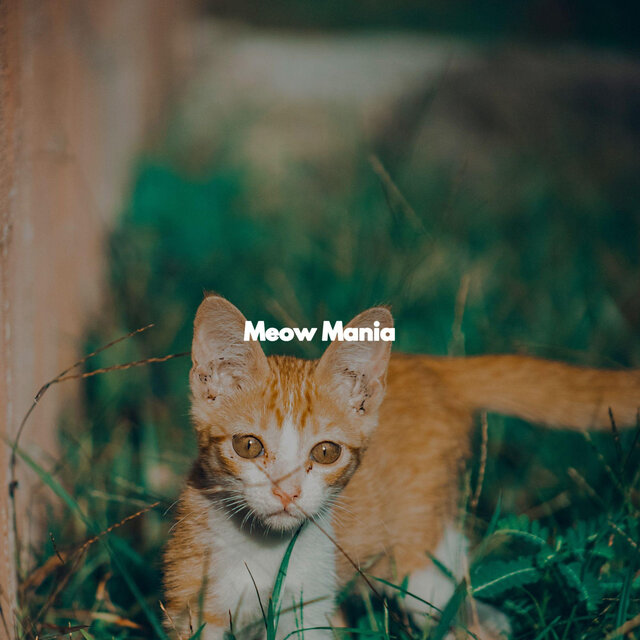 Meow Mania