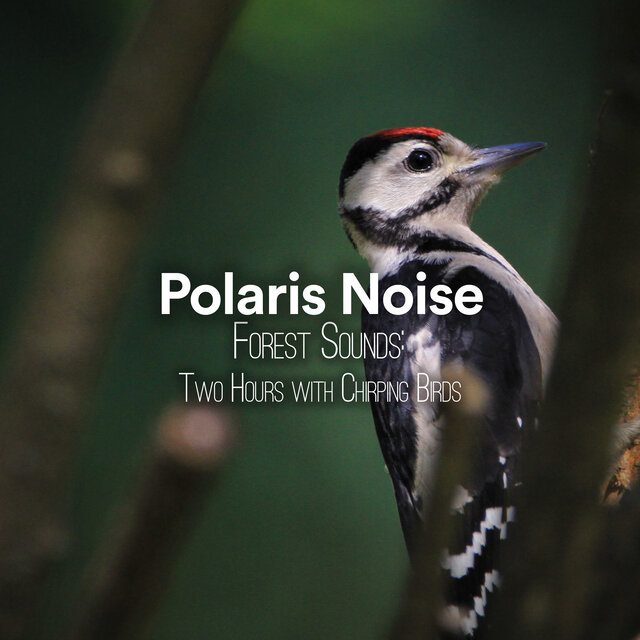 Forest Sounds: Two Hours with Chirping Birds