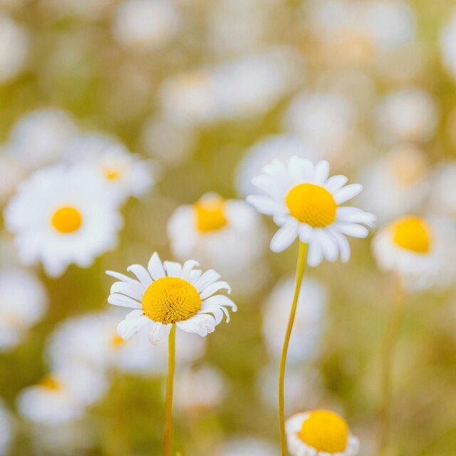Bloodroot