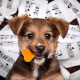 The Squirrel's Serenade