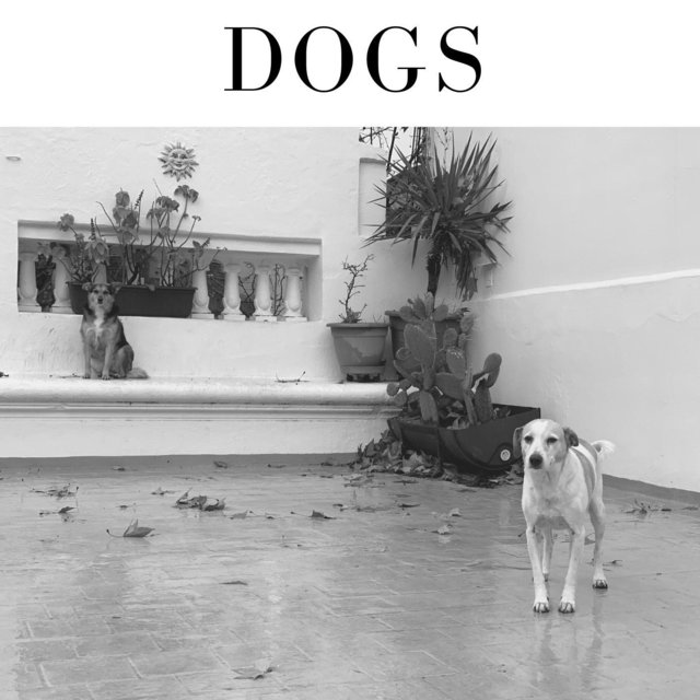 Dogs