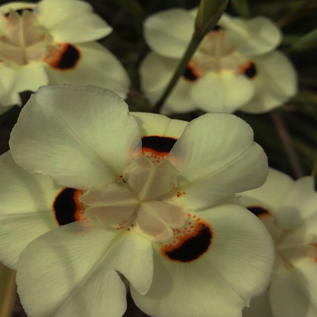 More Flowers (Instrumentals)