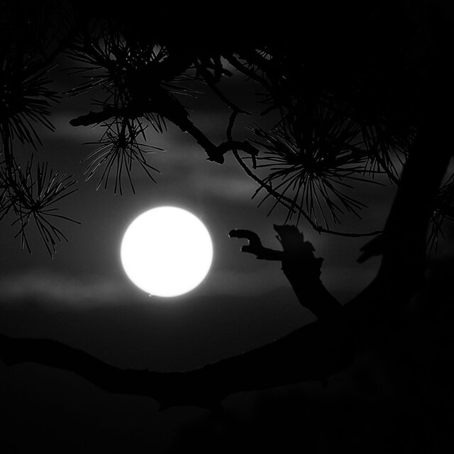 Midnight Dream