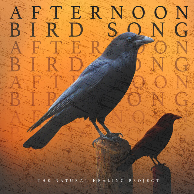 Afternoon Bird Song