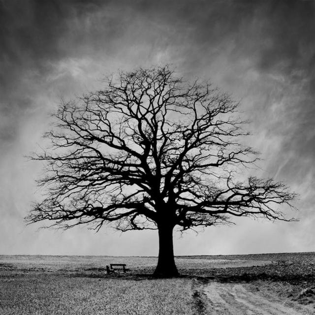 Lonely Tree