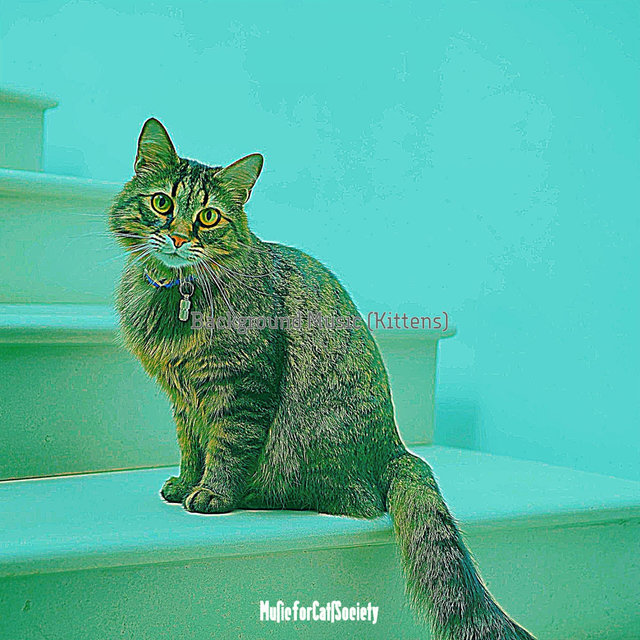Background Music (Kittens)