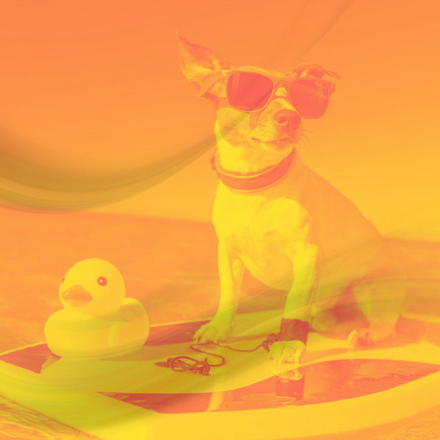 Acoustic Guitar Solo - Music for Calming Your Dog