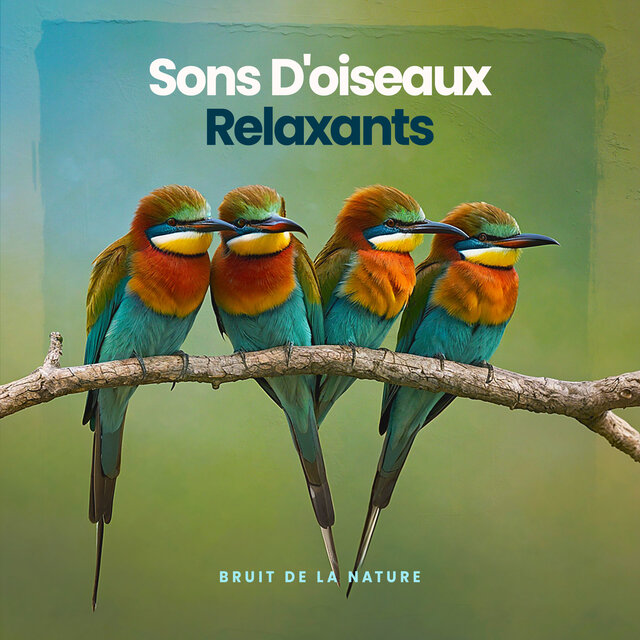 Sons D'oiseaux Relaxants