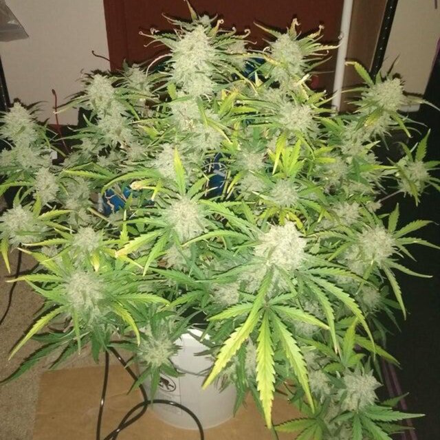 Super Silver Haze