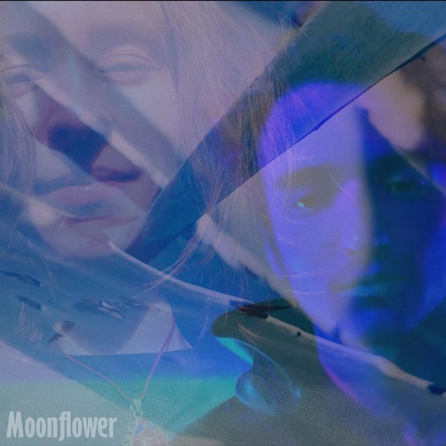 Moonflower