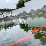 若来世比翼飞