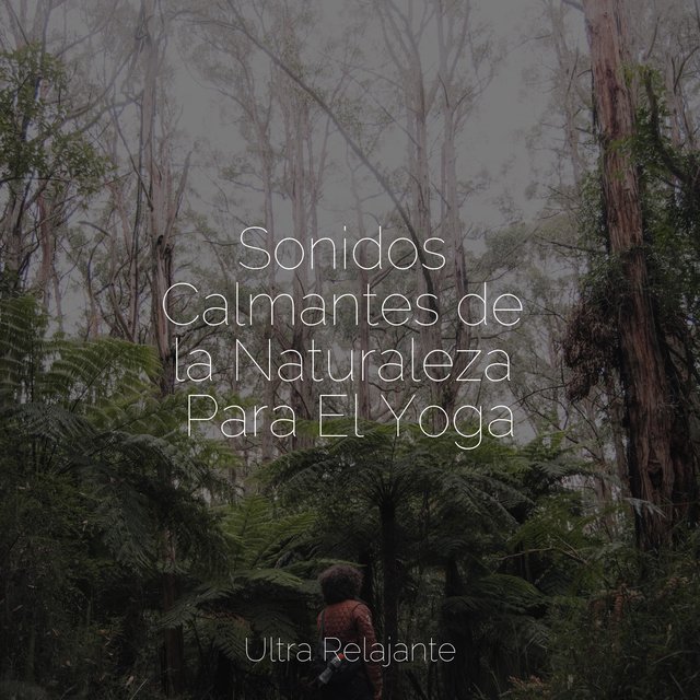 Sonidos Calmantes de la Naturaleza Para El Yoga