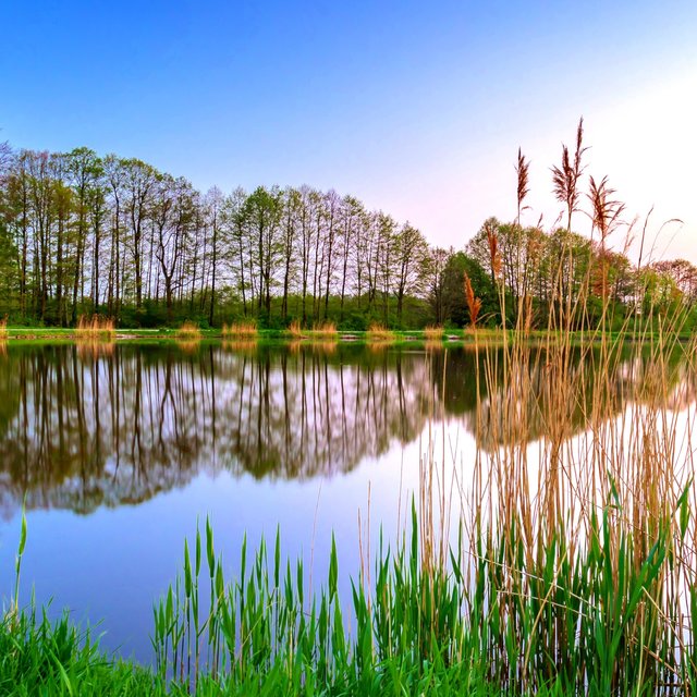 White noise Hearing Before Sleep - Lullaby Sound of Forest Reeds and Pond Grass Insects