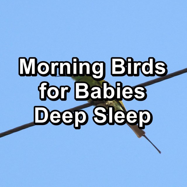 Morning Birds for Babies Deep Sleep