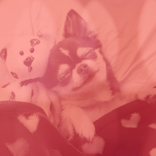 Backdrop for Calming Your Dog - Mellow Acoustic Guitar