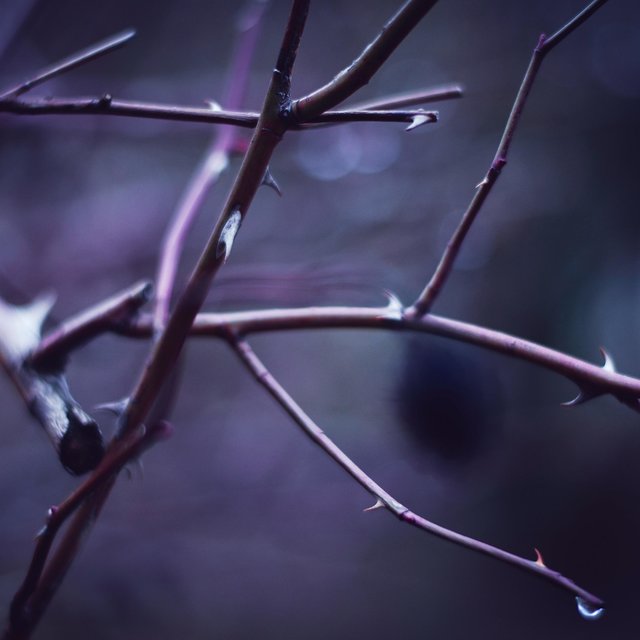 Lenten Hymns (Vol. 1)