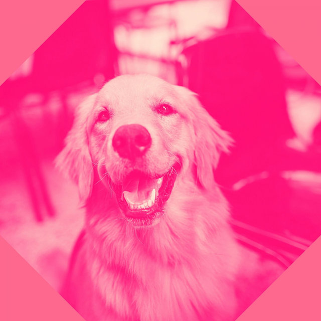 Echoes of Dog Training