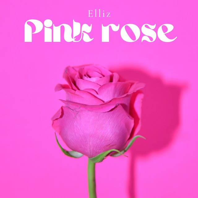 Pink Rose