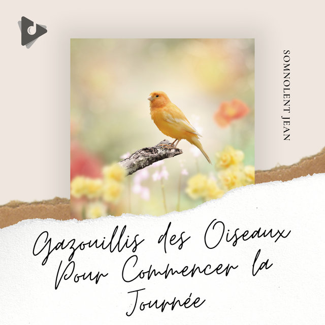 Gazouillis des Oiseaux Pour Commencer la Journée