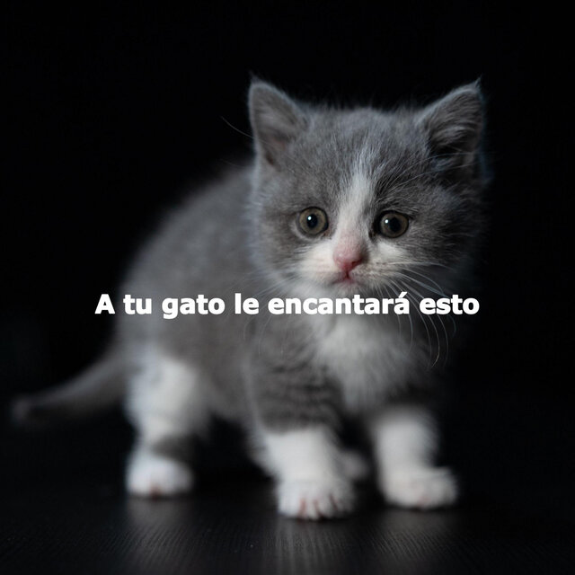 A tu gato le encantará esto