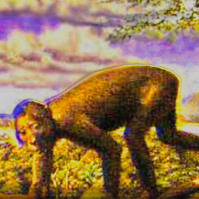 Old World Ape