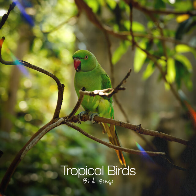 Tropical Birds