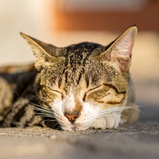 Suaves Vibraciones Lofi Para Los Sueños De Los Gatos