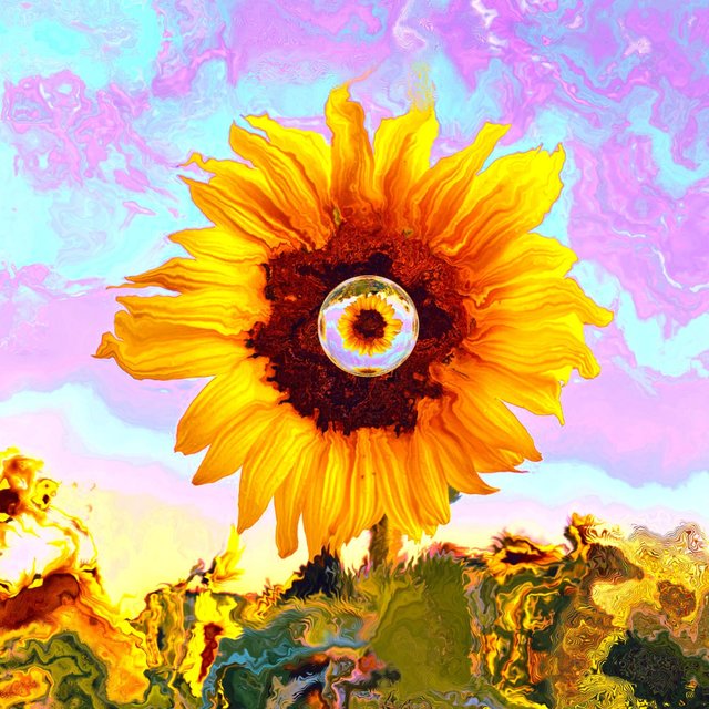 Sunflower