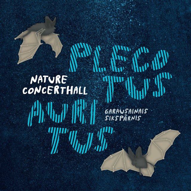 Plecotus Auritus
