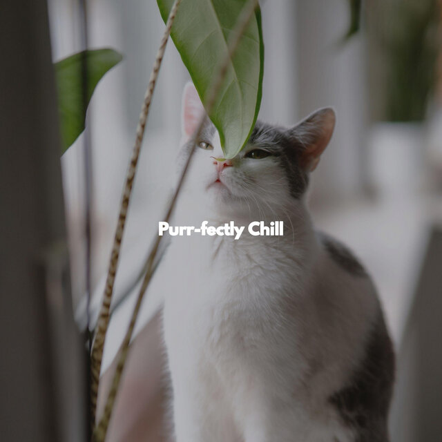 Purr-fectly Chill