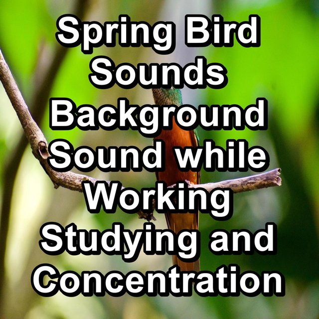 Spring Bird Sounds Background Sound while Working Studying and Concentration