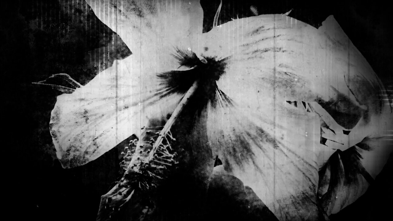 Seed