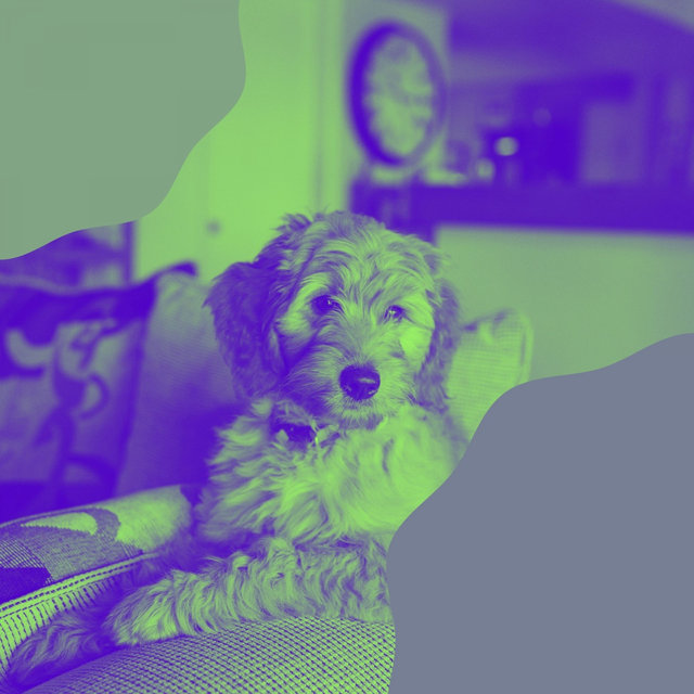 Background Music for Dogs at Home Alone