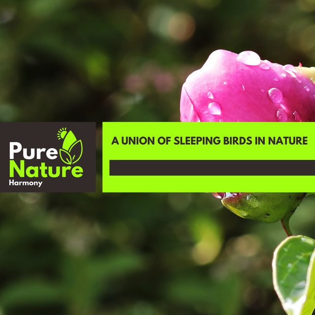 A Union of Sleeping Birds in Nature